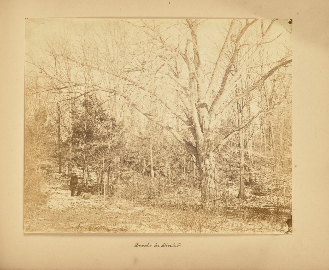 Erdő télen alkotó: Thomas E. Jevons