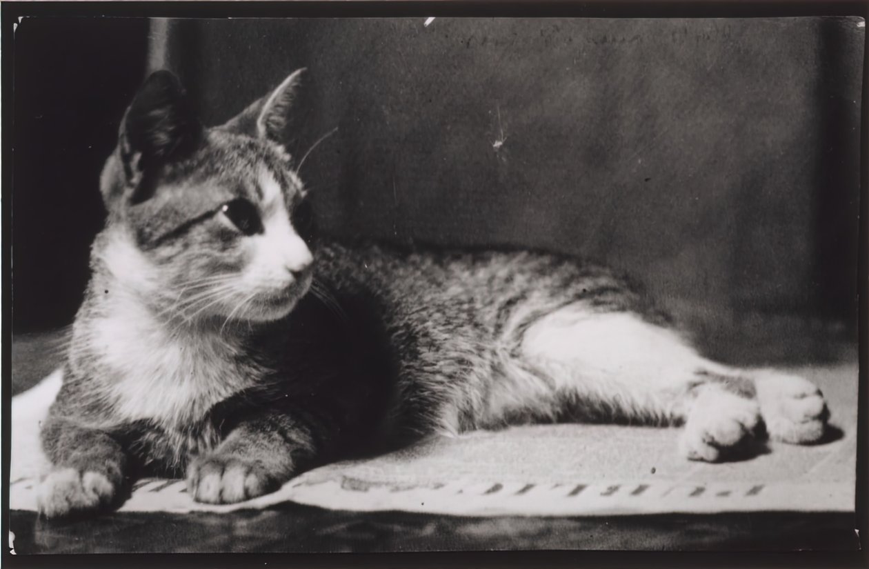 Mrs. Thomas Eakins macskája c. 1880-1890. alkotó: Thomas Eakins