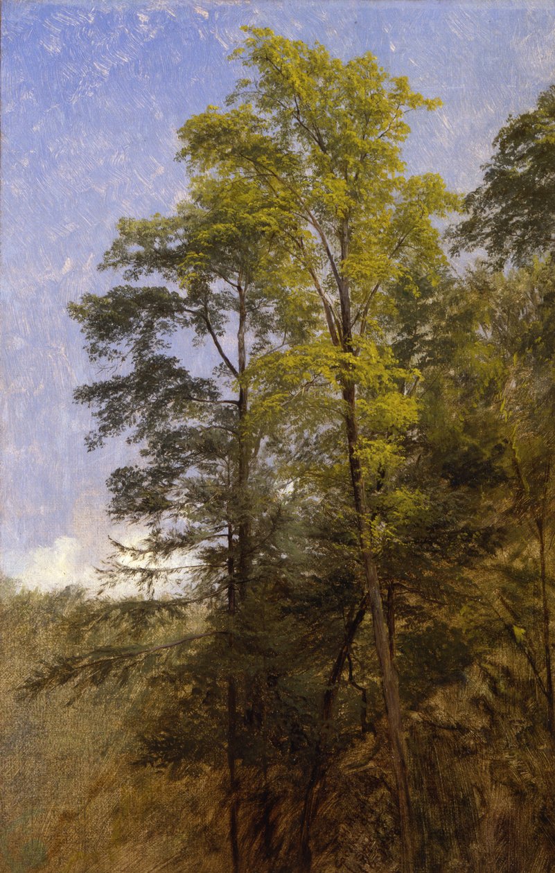 Tree Study, Catskill Clove, N.Y. alkotó: Thomas Hiram Hotchkiss