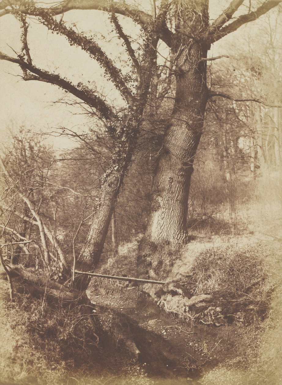 Fák, 1854-57. alkotó: Thomas Keith