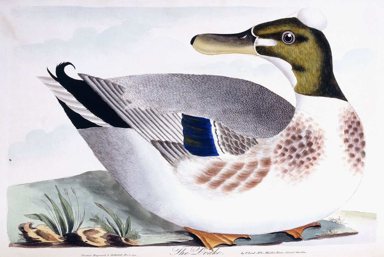 The Drake, 1791-96 alkotó: Thomas Lord