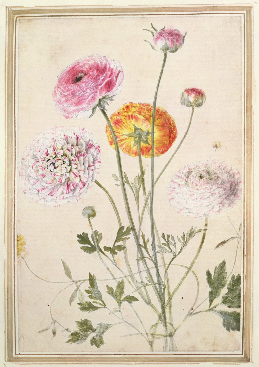 Virágtanulmány, 1760 körül alkotó: Thomas Robins