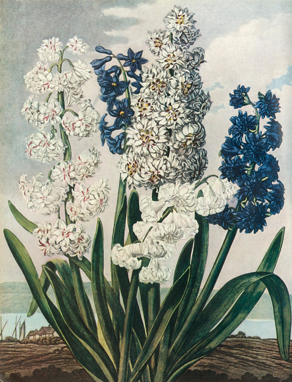 „Jácintok”, 1801, 1948. alkotó: Thomas Warner