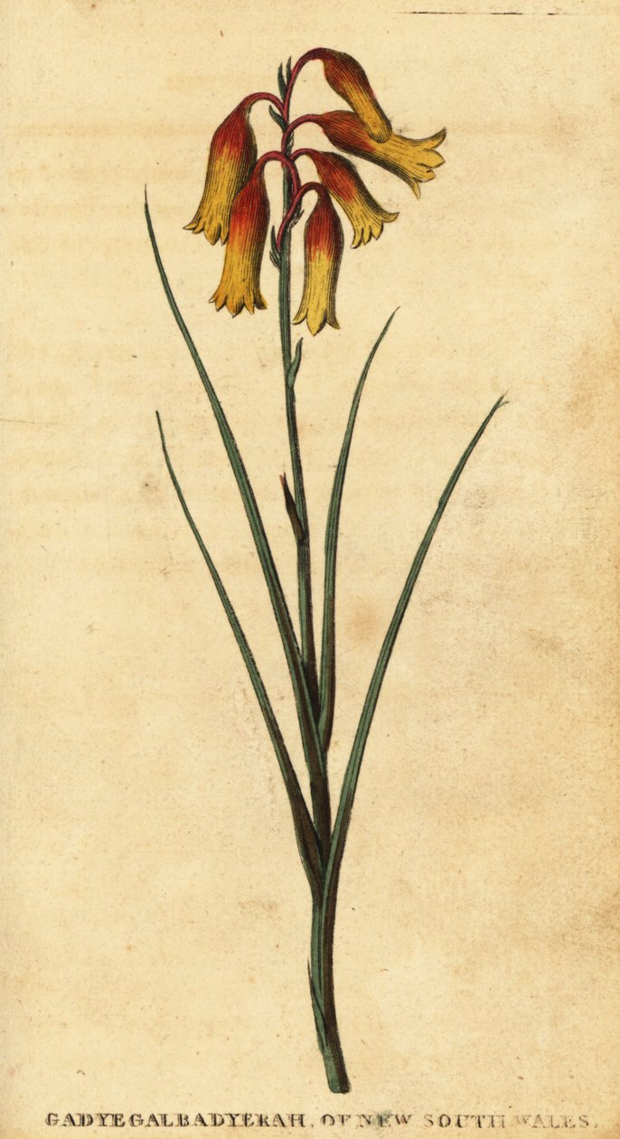 Karácsonyi harangok, Blandfordia nobilis.,1800 (metszet) alkotó: Thomas Watling