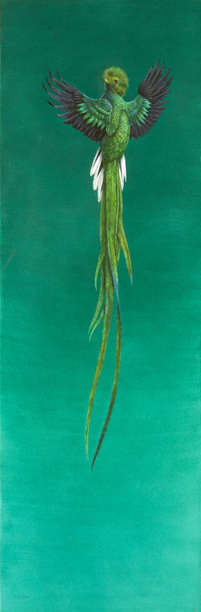 Quetzal (akvarell és gouache papíron) alkotó: Tim Hayward