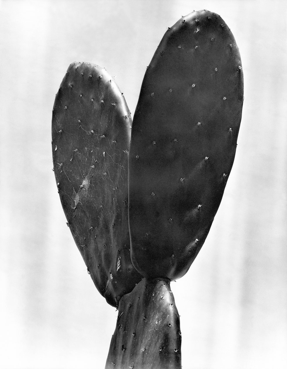 Kaktusz, Mexikóváros, 1925 alkotó: Tina Modotti