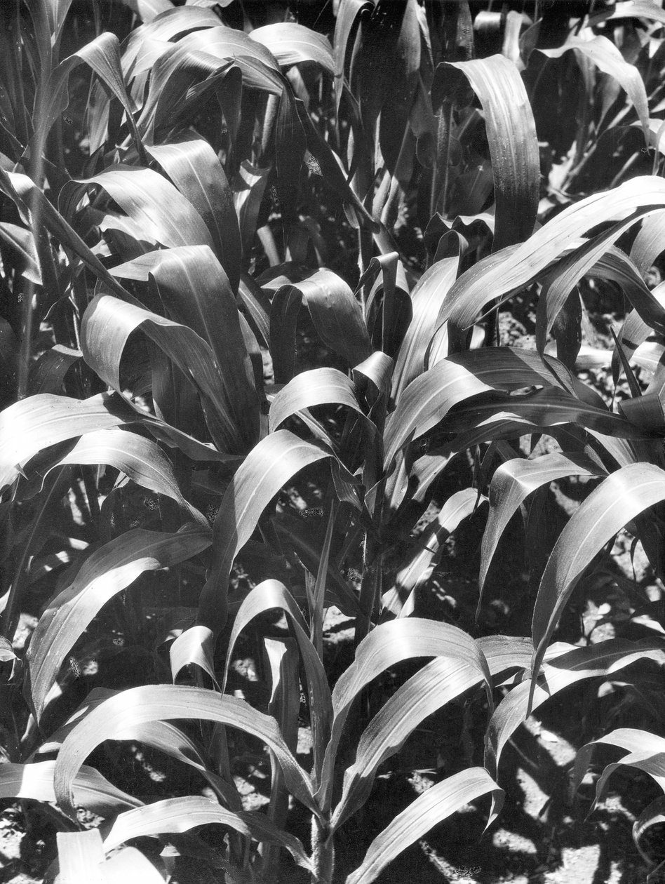 Kukoricatáblák, Mexikó, 1929 körül alkotó: Tina Modotti