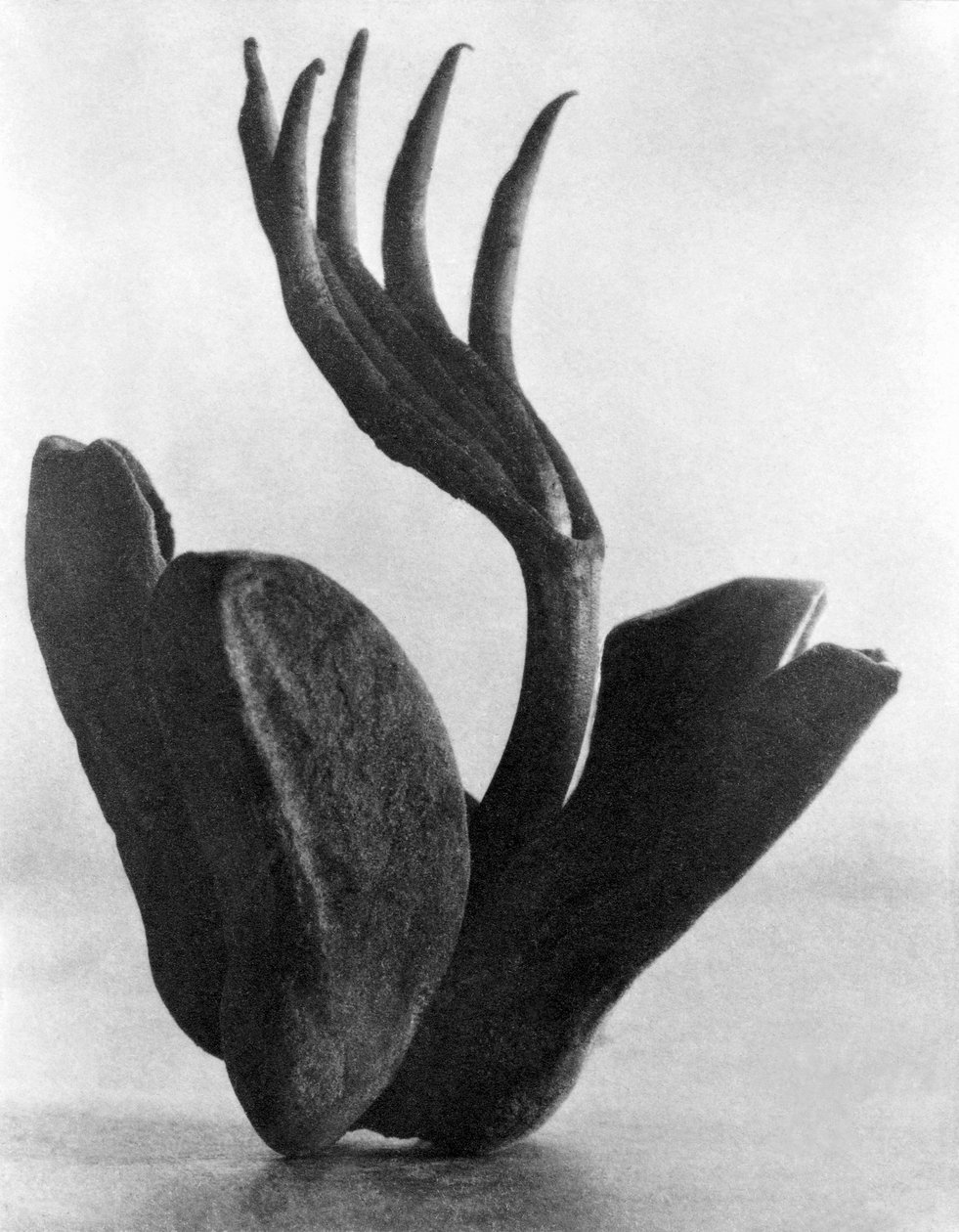 Flor de Manita, Mexikóváros, 1925 alkotó: Tina Modotti
