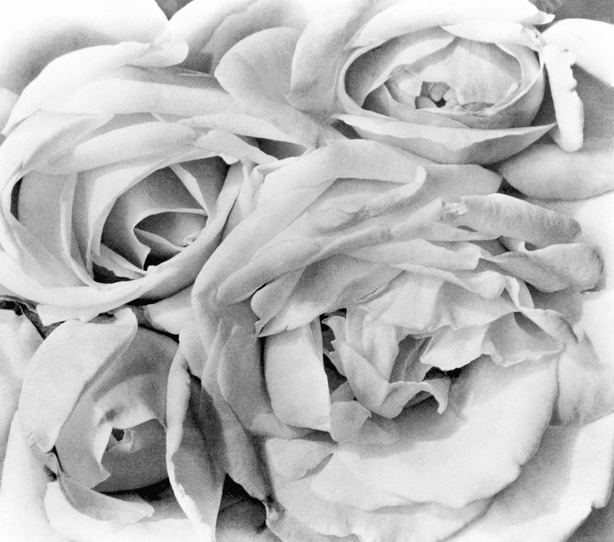 Roses, Mexikóváros, 1924 alkotó: Tina Modotti