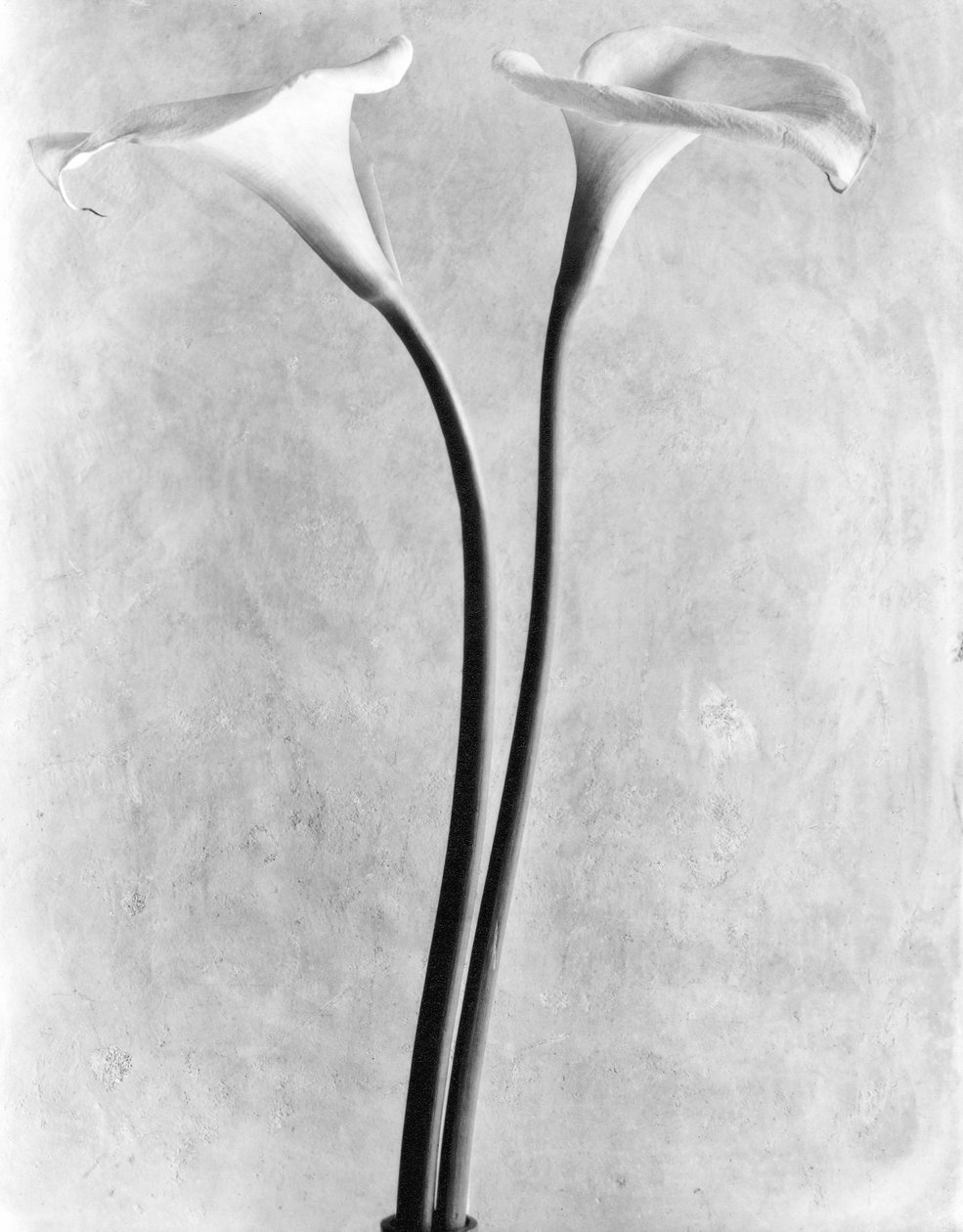 Calla Lilies, Mexikóváros, 1925 alkotó: Tina Modotti