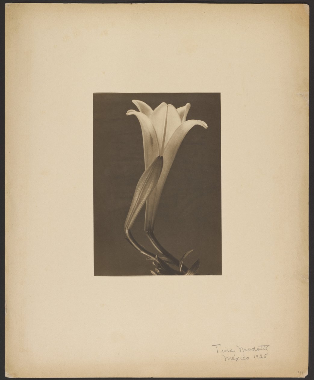 Az 1. számú. alkotó: Tina Modotti