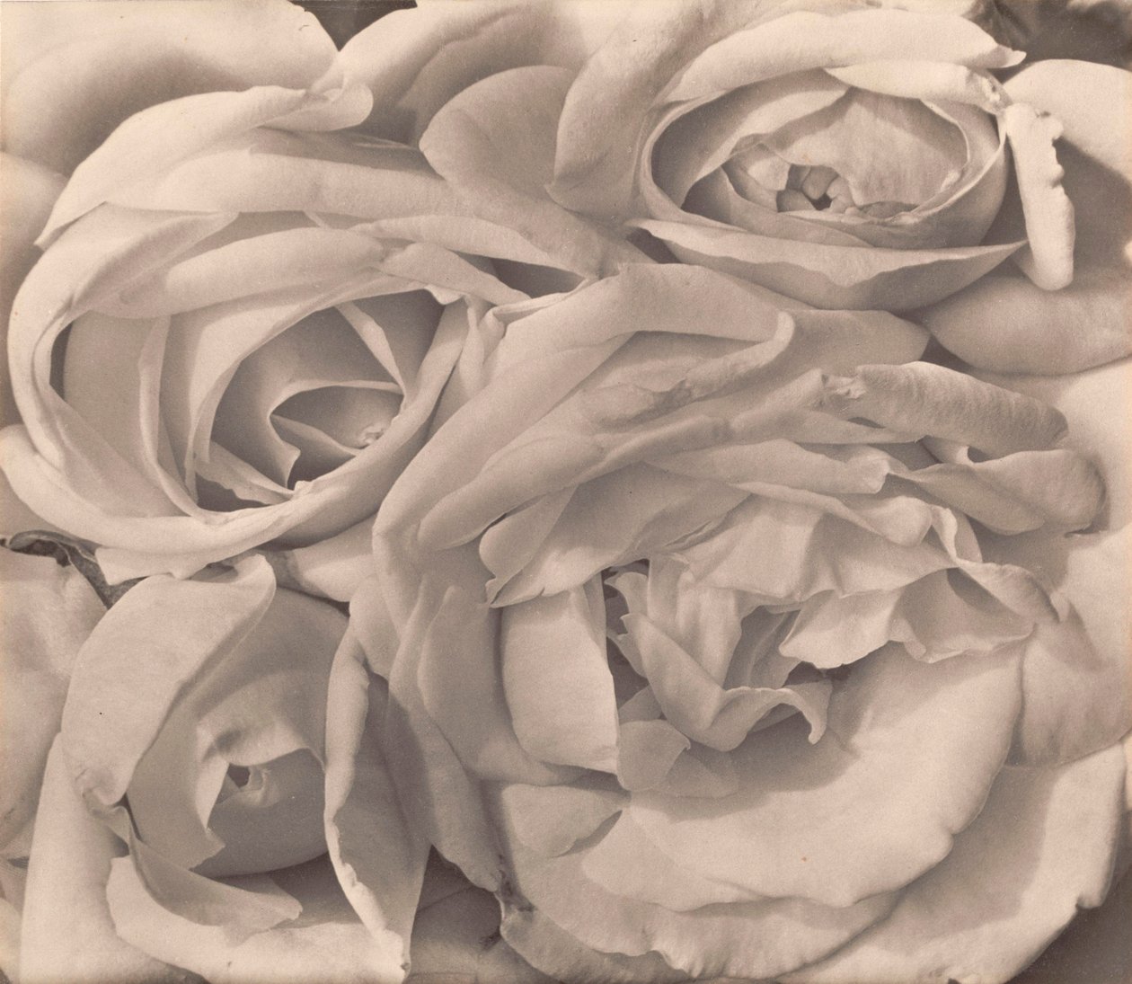 Roses, Mexikó, Tina Modotti alkotó: Tina Modotti