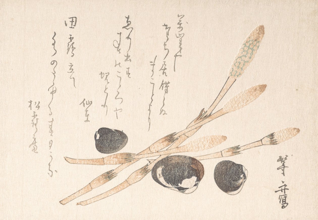 Tsukushi Pant Draft Shijimi Sh ls. alkotó: Uematsu Toshu