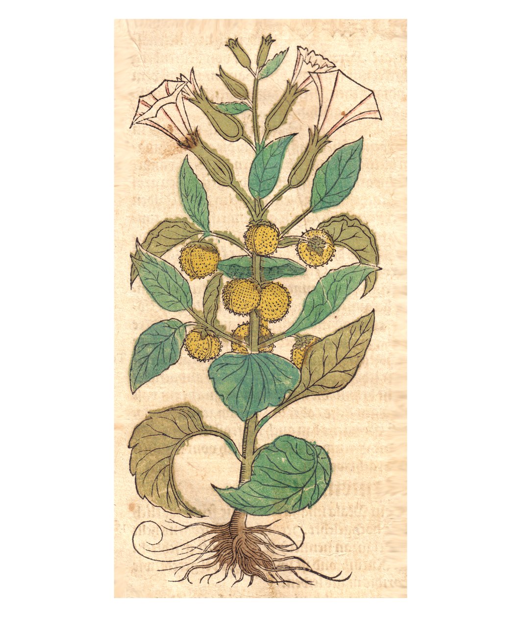 Illusztráció: Datura metel alkotó: Unbekannt Unbekannt
