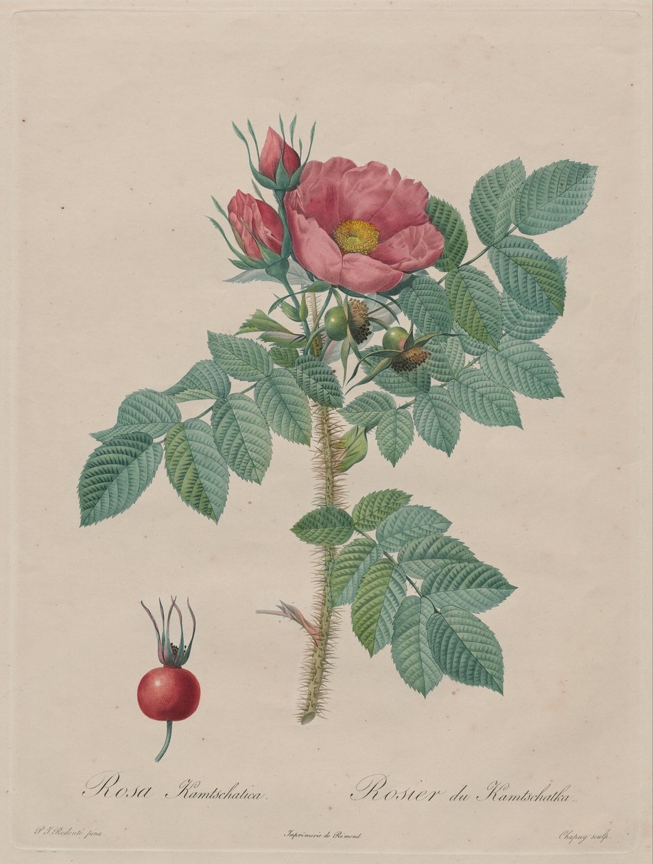 Kamcsatkai rózsa (Rosa Kamchatica) alkotó: Unbekannt Unbekannt