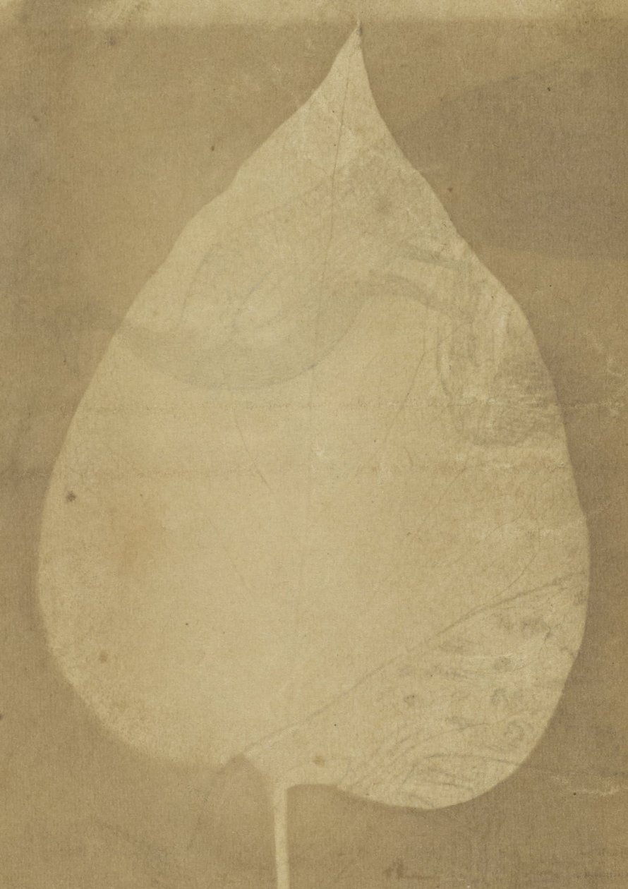 Ismeretlen gyártó, brit, aktív India 1843 körül - (A Single Leaf) alkotó: Unbekannt Unbekannt