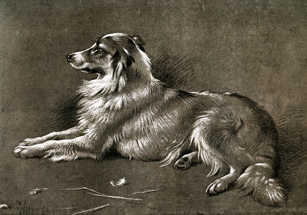 Egy juhászkutya, 1901 alkotó: Unbekannt