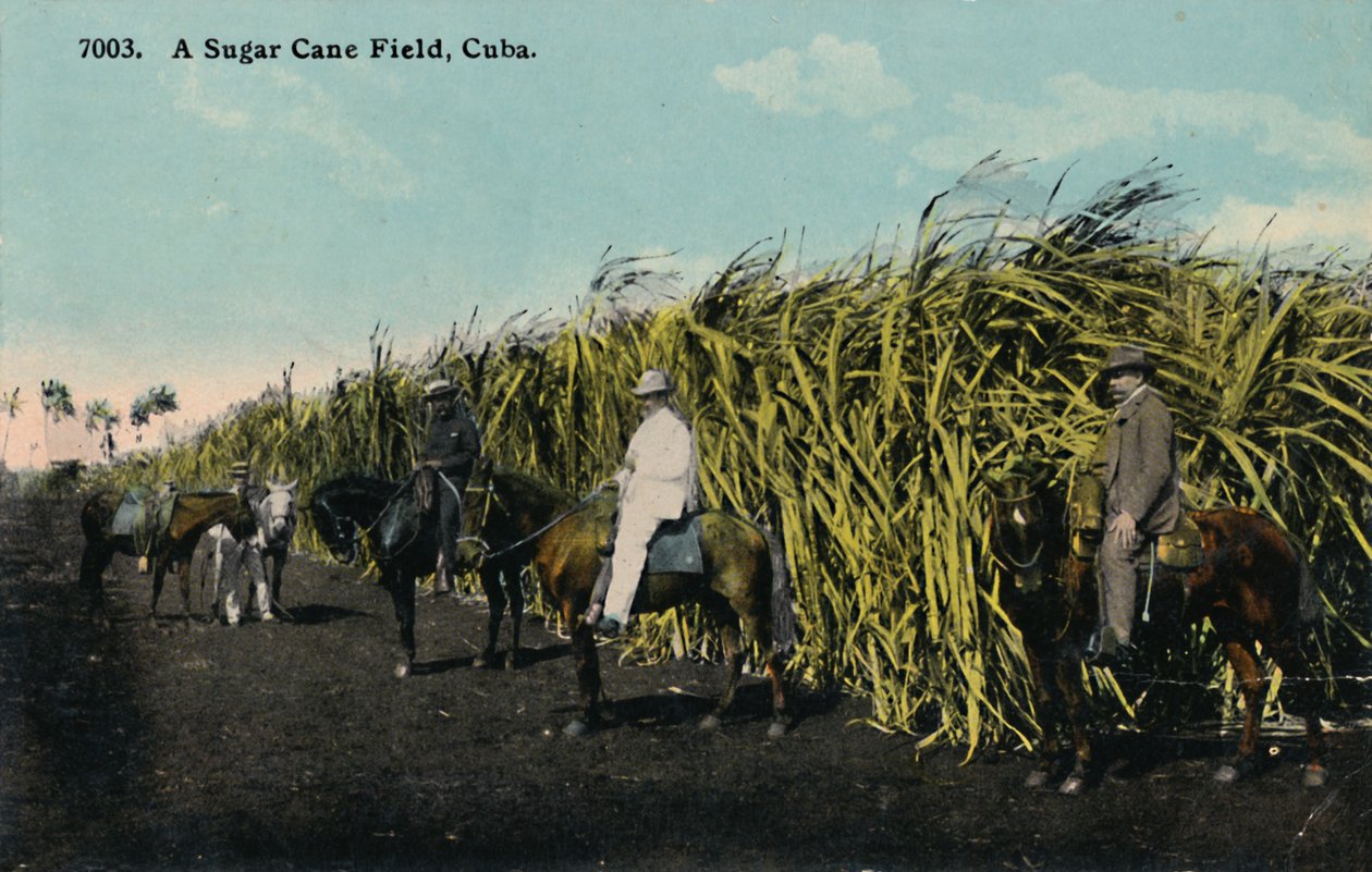 Cukornádmező, Kuba, 1912. alkotó: Unbekannt