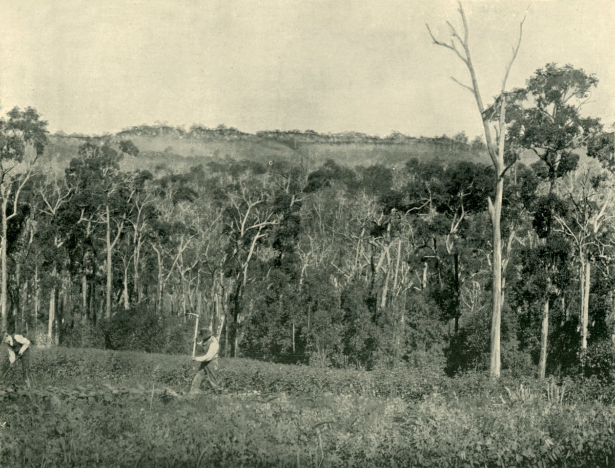 Egy viktoriánus hegyi farm, 1901. alkotó: Unbekannt