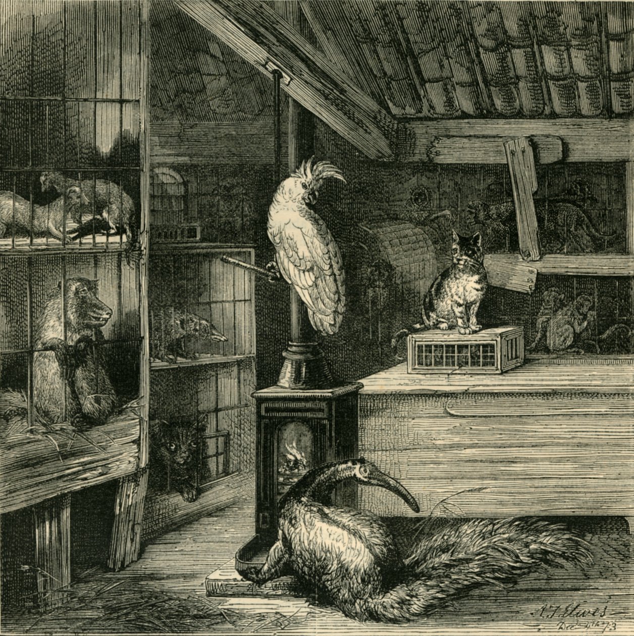 Vadállat bolt, 1873. alkotó: Unbekannt