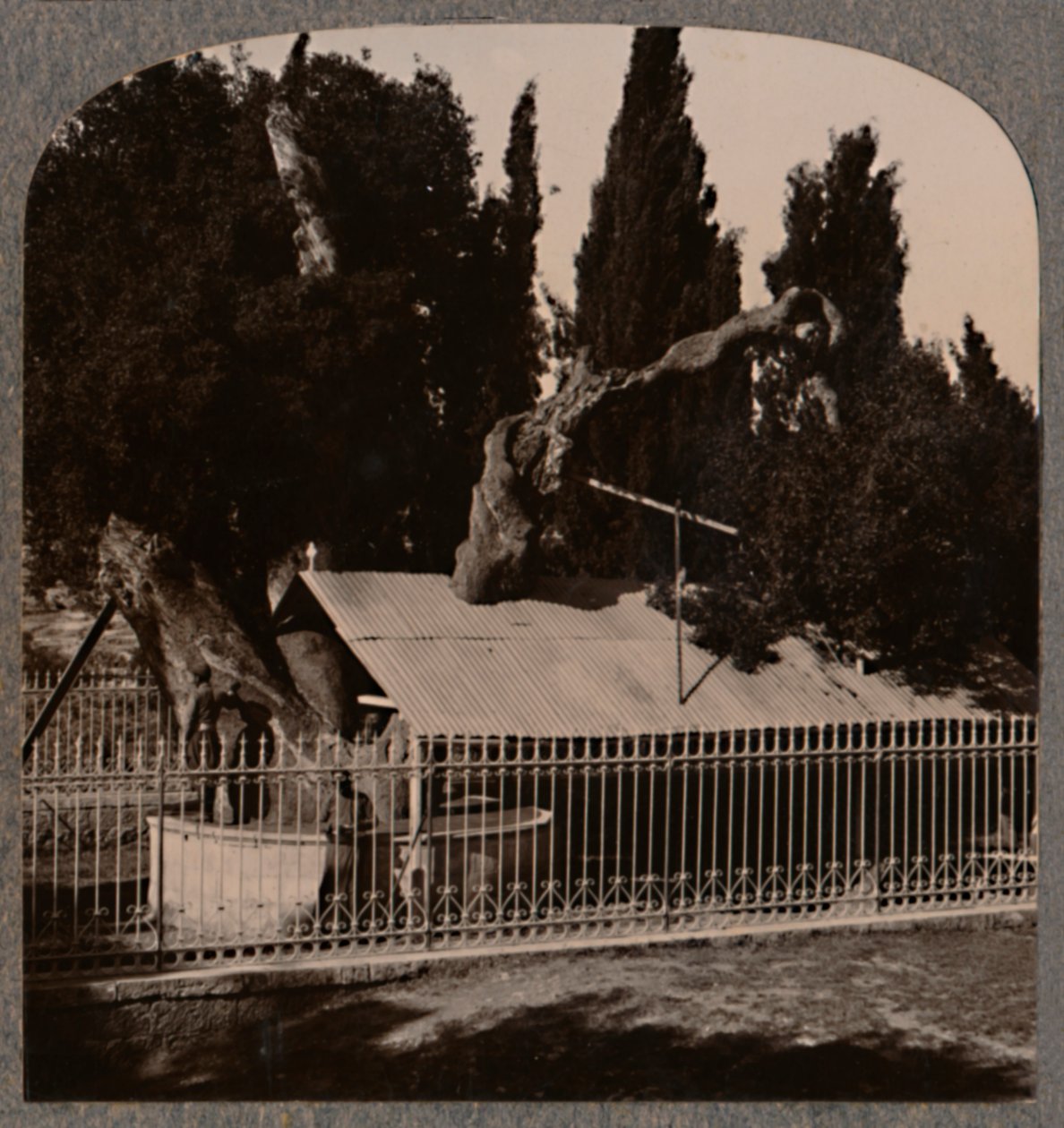 Abraham Oak Hebron közelében, 1900 körül alkotó: Unbekannt