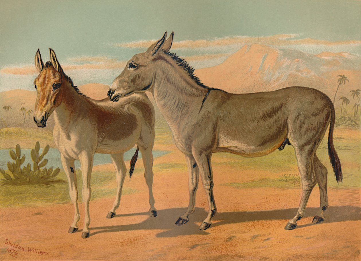 Abesszin vad hím szamár és nőstény indián onager, 1879. alkotó: Unbekannt