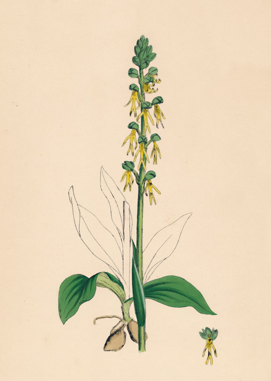 Aceras anthropophora. Man Orchis, 19. század alkotó: Unbekannt