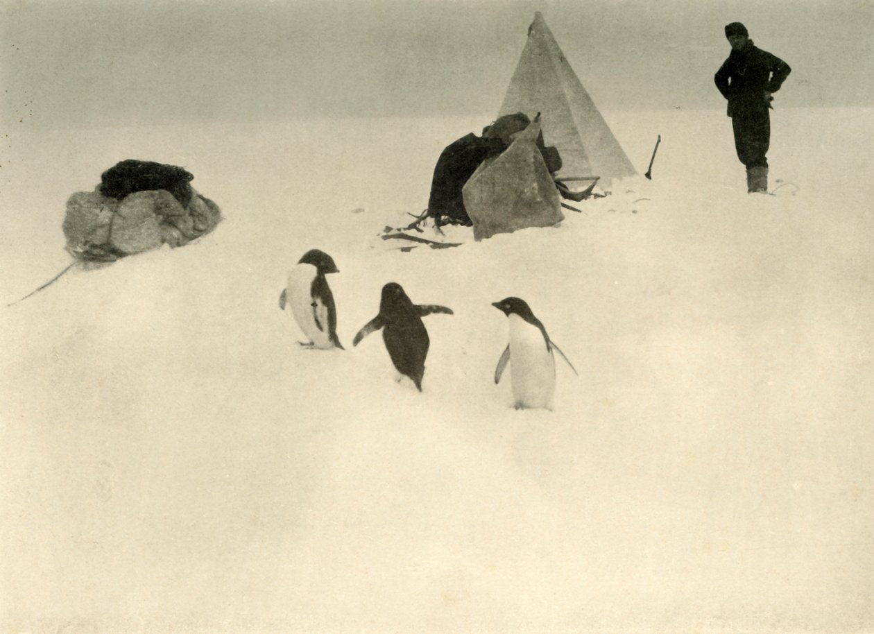 Adelie Penguins látogatás egy táborban c1908, 1909. alkotó: Unbekannt