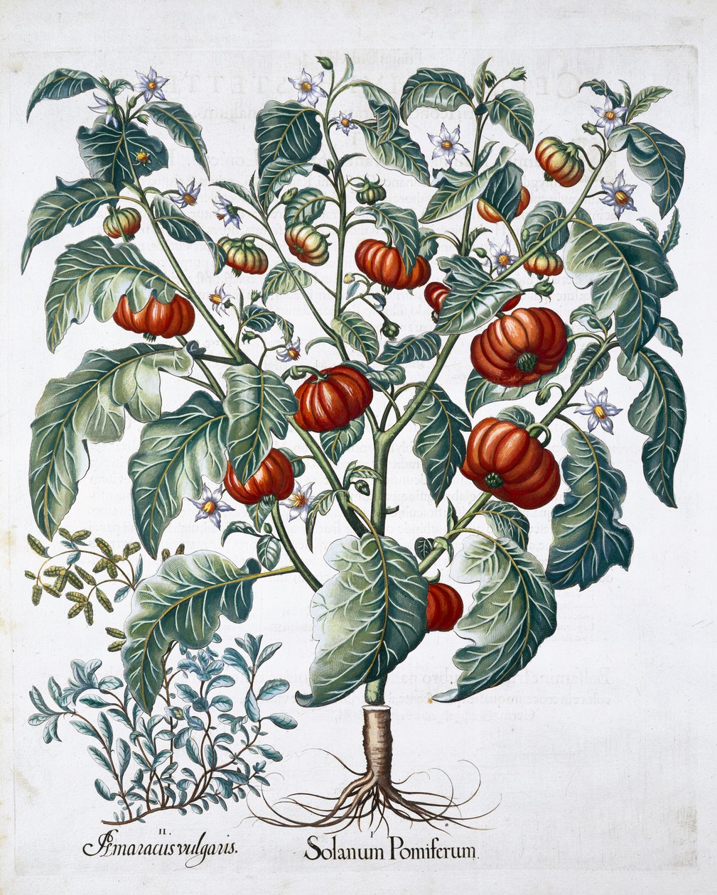 Afrikai paradicsom és majoránna növények, 1613 alkotó: Unbekannt