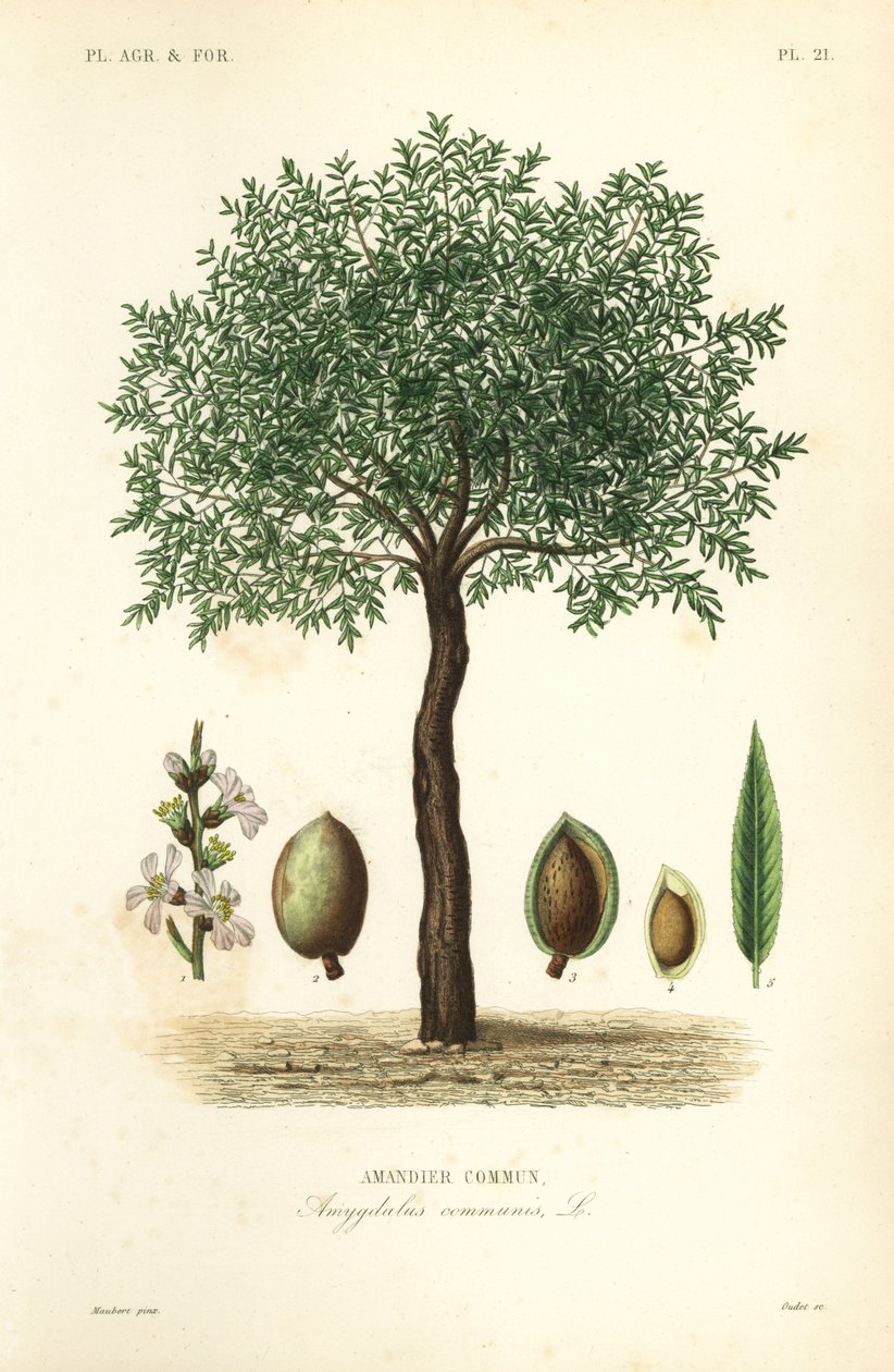 Mandulafa, Prunus dulcis, Közönséges mandulafa alkotó: Unbekannt