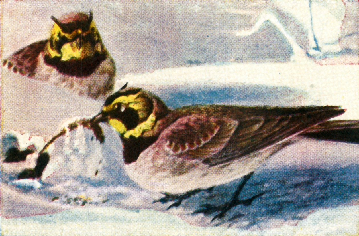 Alpesi pacsirta, 1928. alkotó: Unbekannt