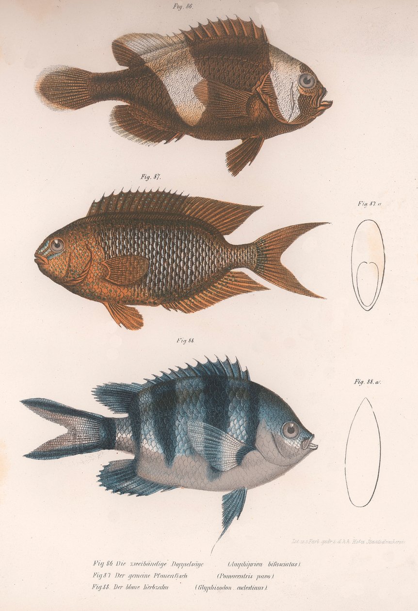 Amphiprion bifasciatus. Pomacentris pavo. Glyphisodo, 1850-es évek körül alkotó: Unbekannt
