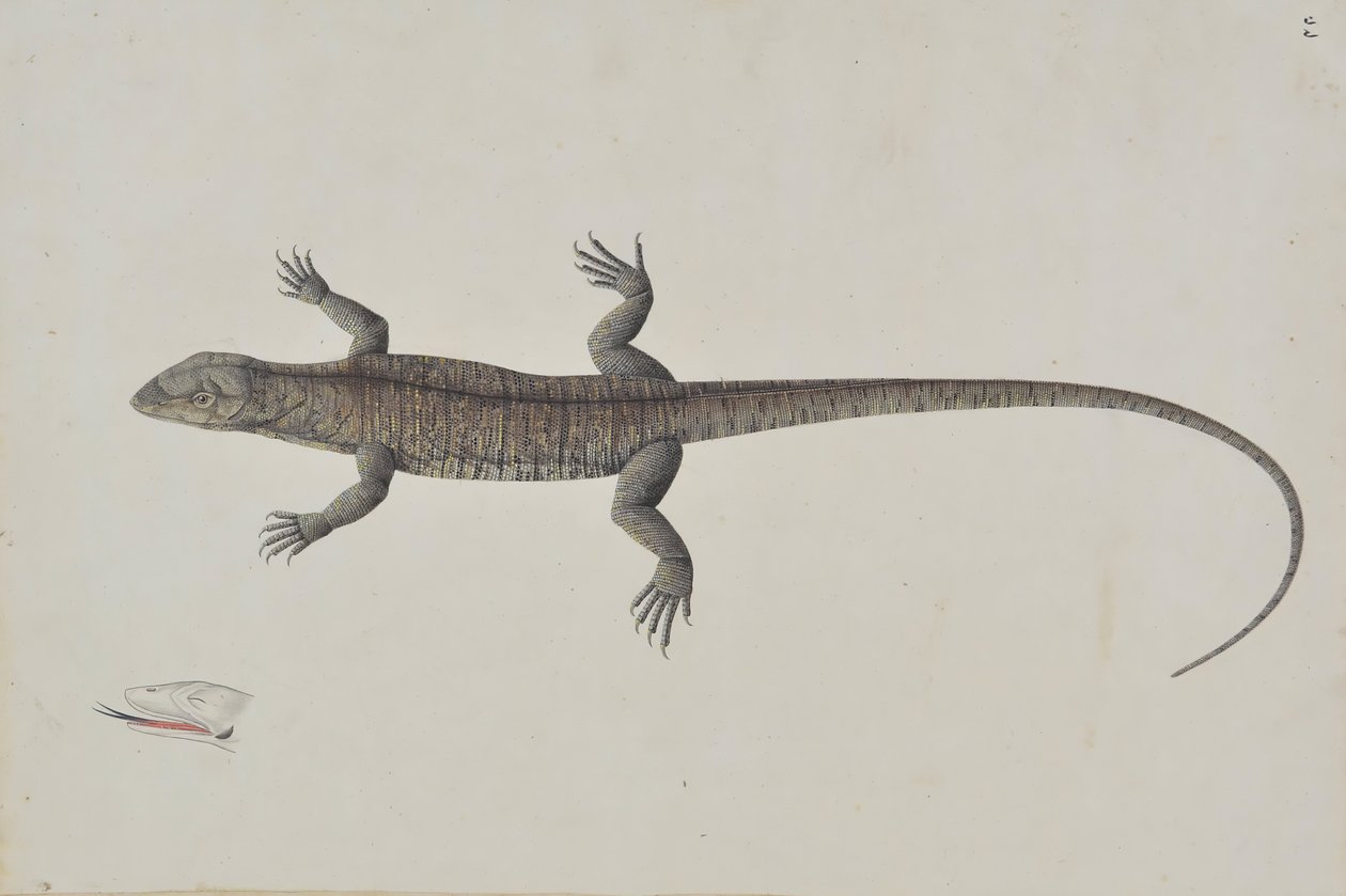 Egy indiai Bish-Copra gyík, kb. 1790. alkotó: Unbekannt