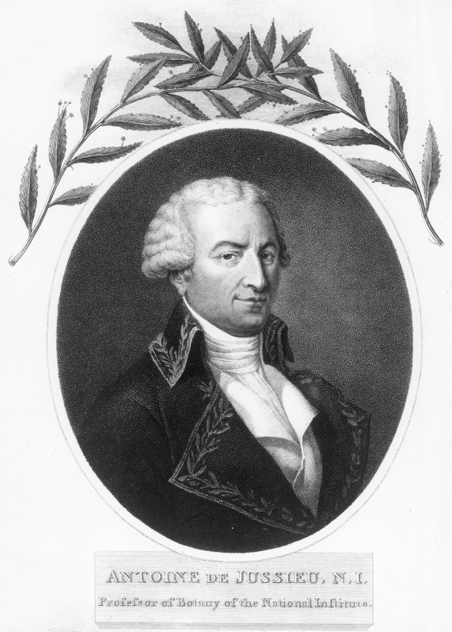 Antoine de Jussieu, 18. századi francia botanikus, 1807 alkotó: Unbekannt