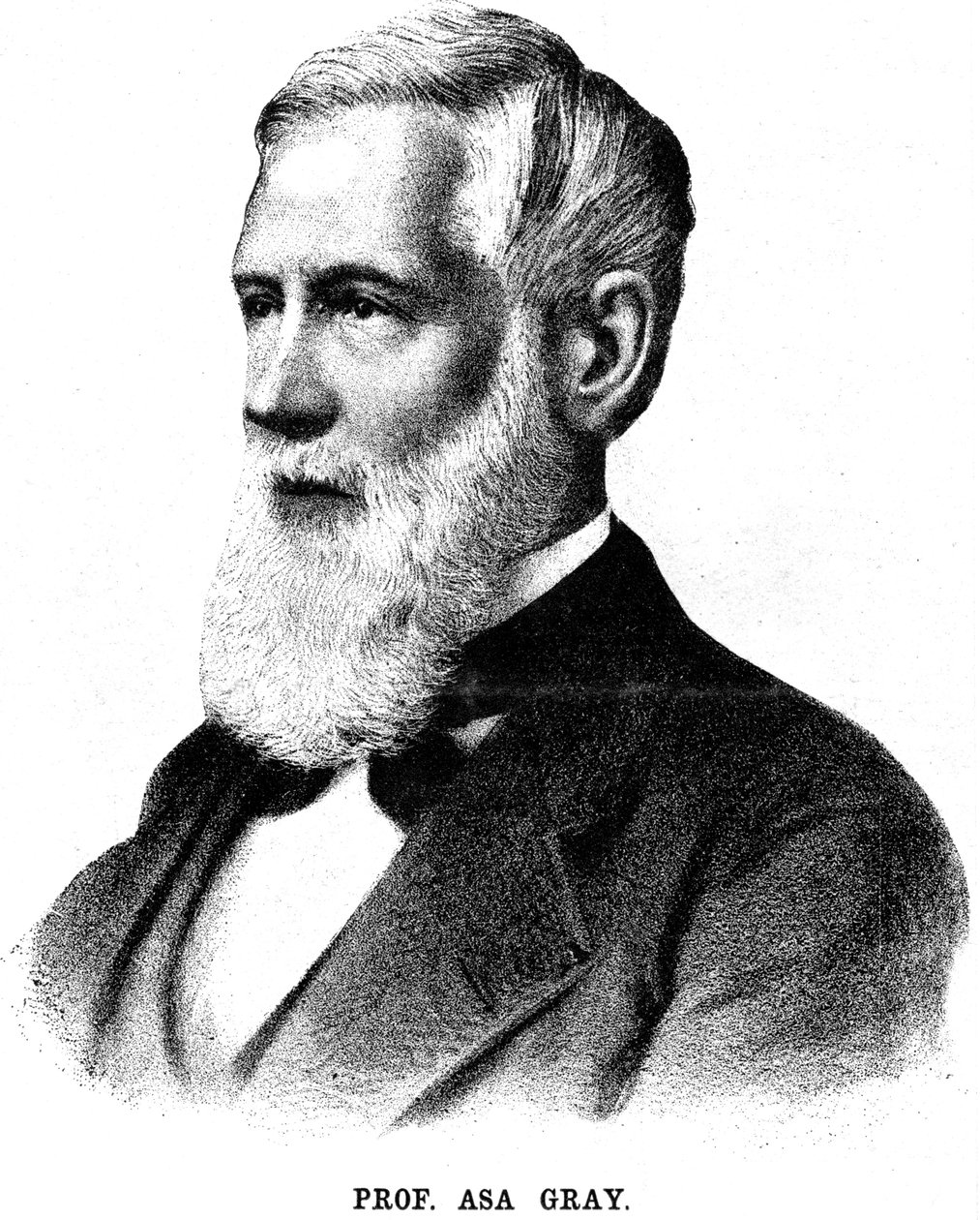 Asa Gray amerikai botanikus, 1888 alkotó: Unbekannt