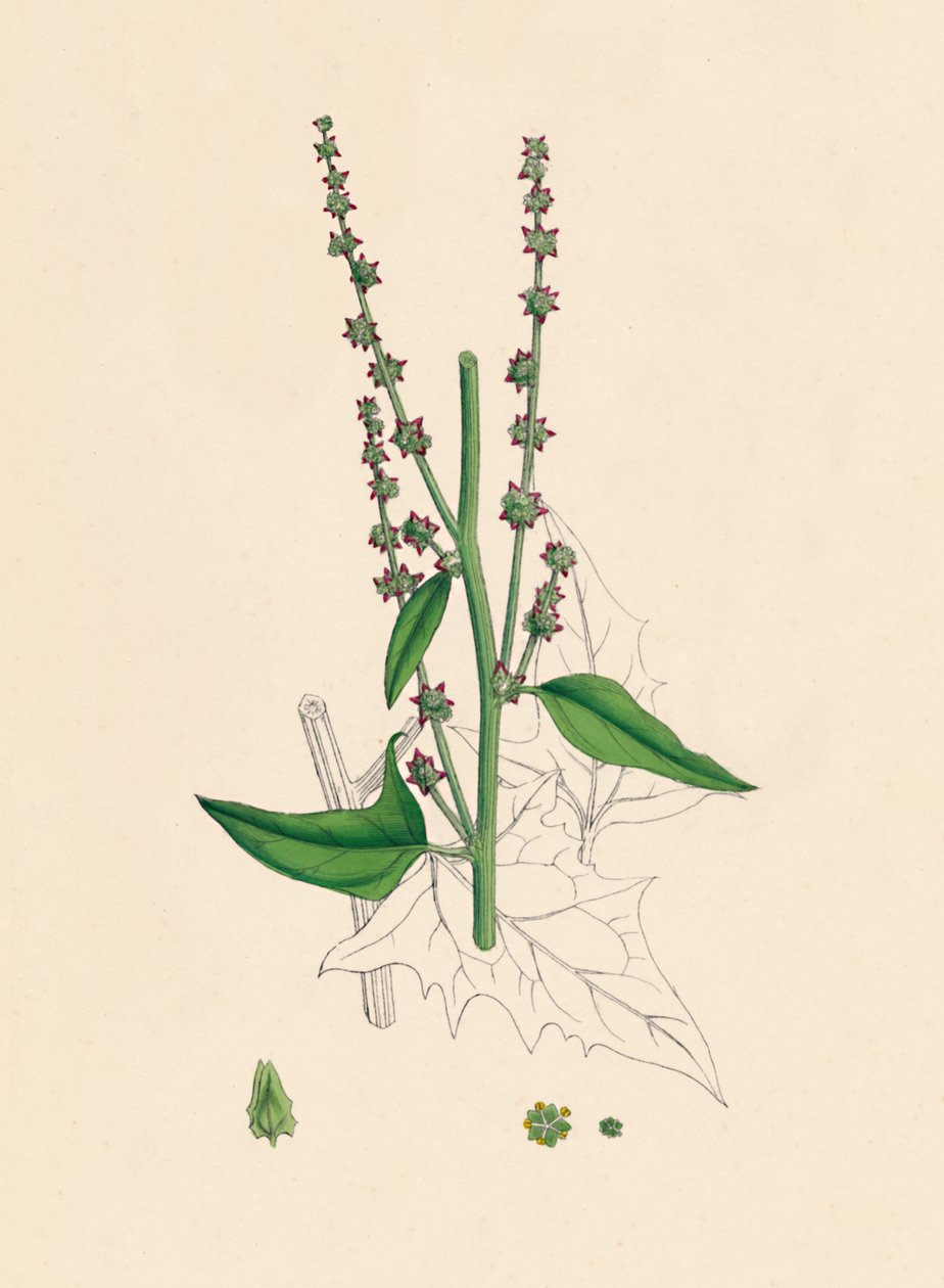 Atriplex Smithii. Smiths Orache, 19. század alkotó: Unbekannt