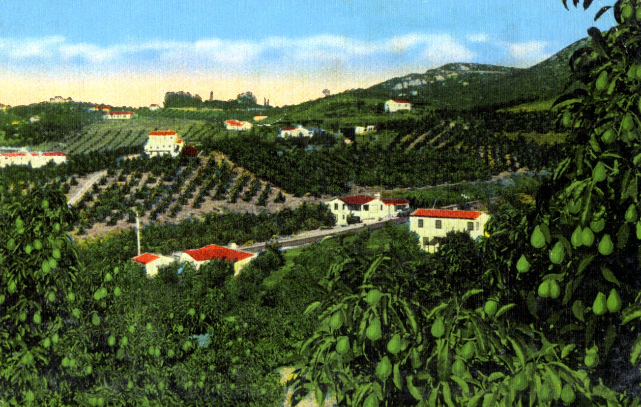 Avokádóligetek, San Diego, California, USA, 1900-as évek alkotó: Unbekannt