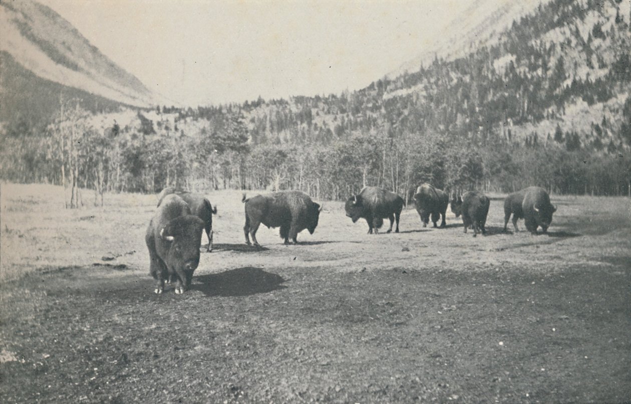 Bölény, 1916 alkotó: Unbekannt