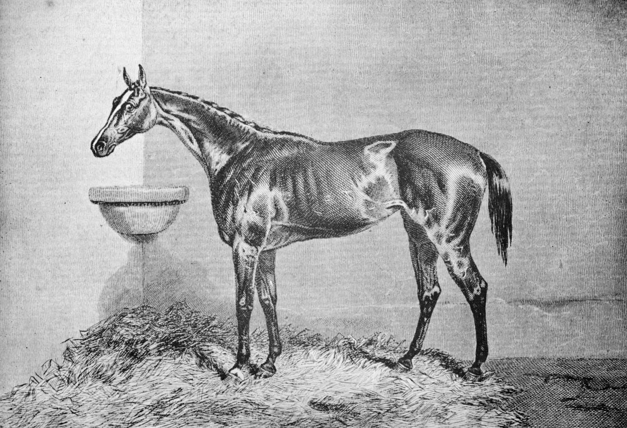 Blink Bonny, 1854-1862, 1911 alkotó: Unbekannt