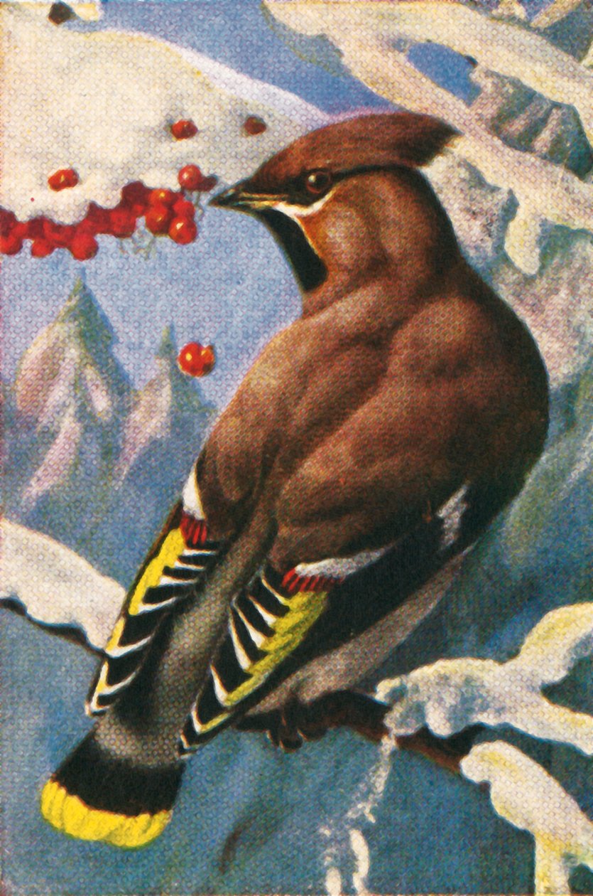 Bohém viaszszárny, c1928. alkotó: Unbekannt