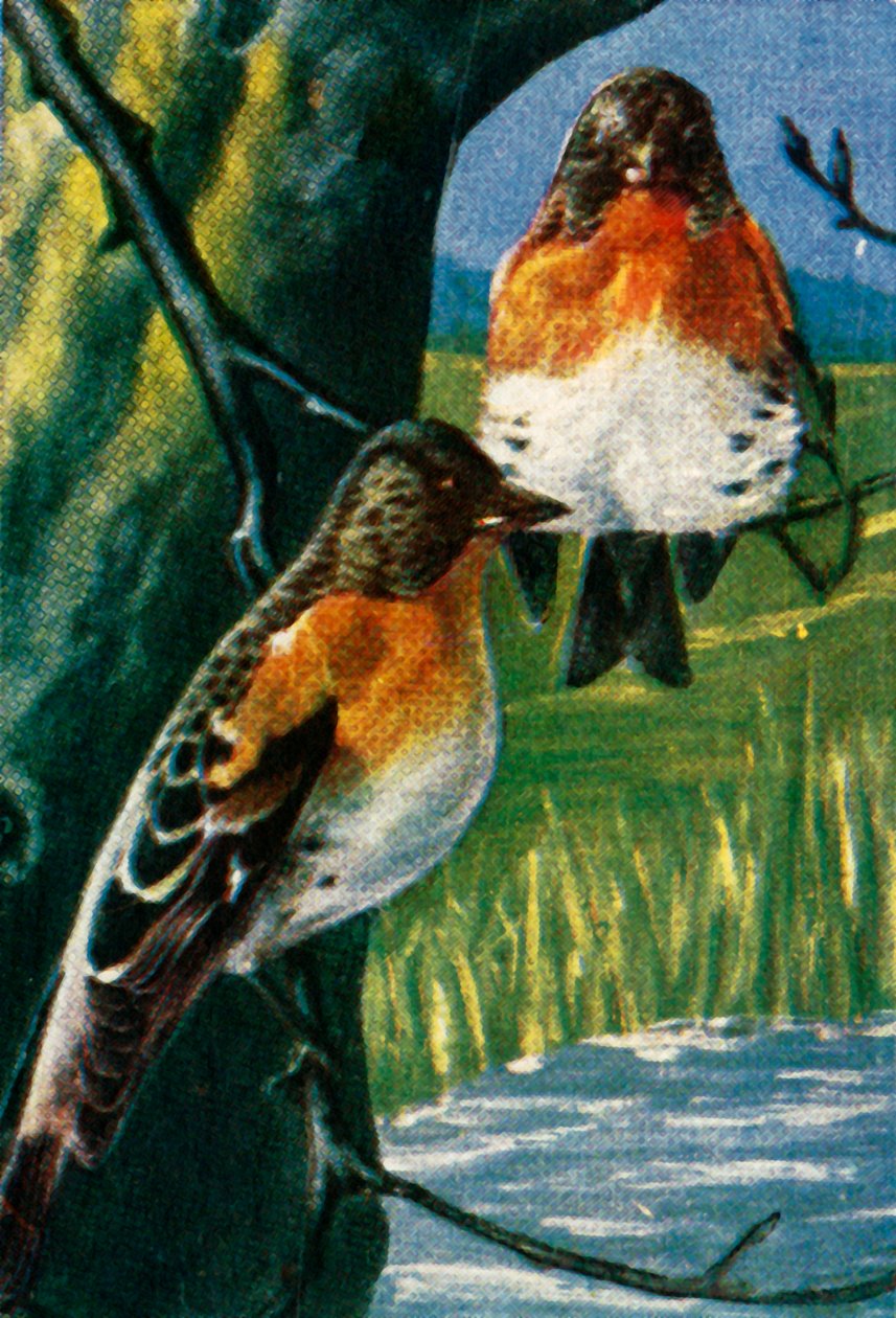 Bramblings, 1928. alkotó: Unbekannt