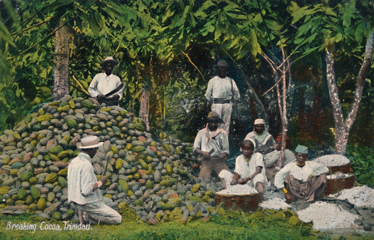 Breaking Cocoa, Trinidad, 20. század eleje. alkotó: Unbekannt