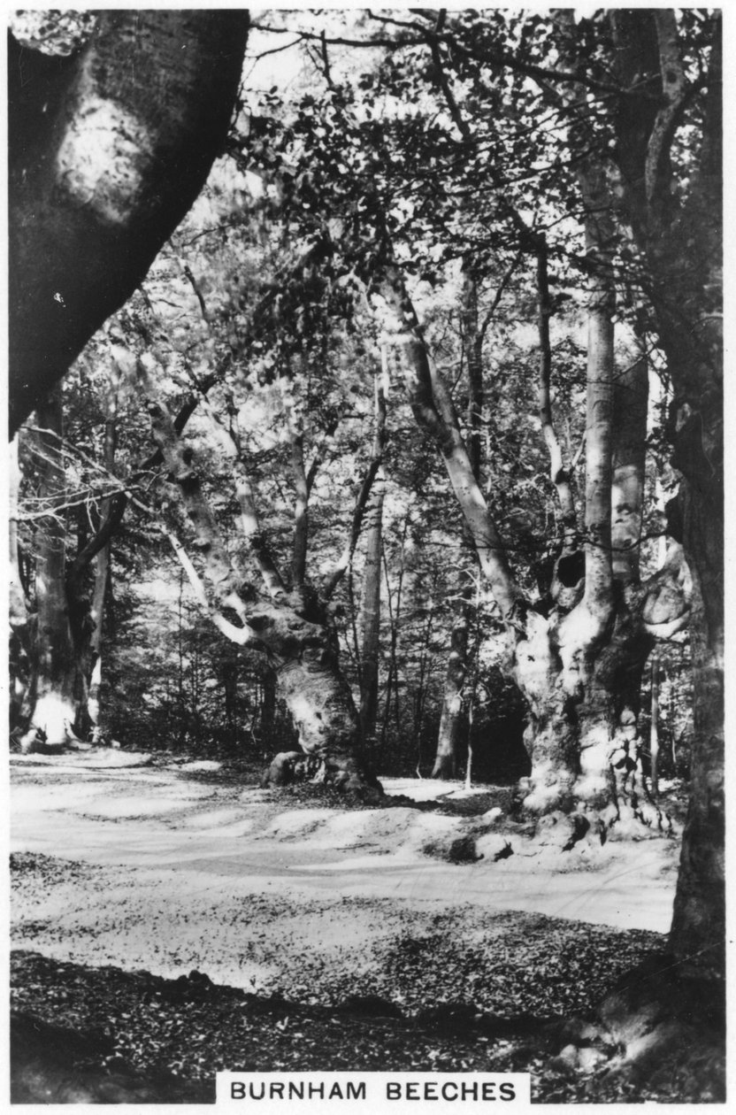 Burnham Beeches, Buckinghamshire, 1937 alkotó: Unbekannt
