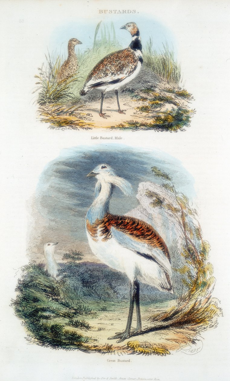 Túzok, 1835 alkotó: Unbekannt