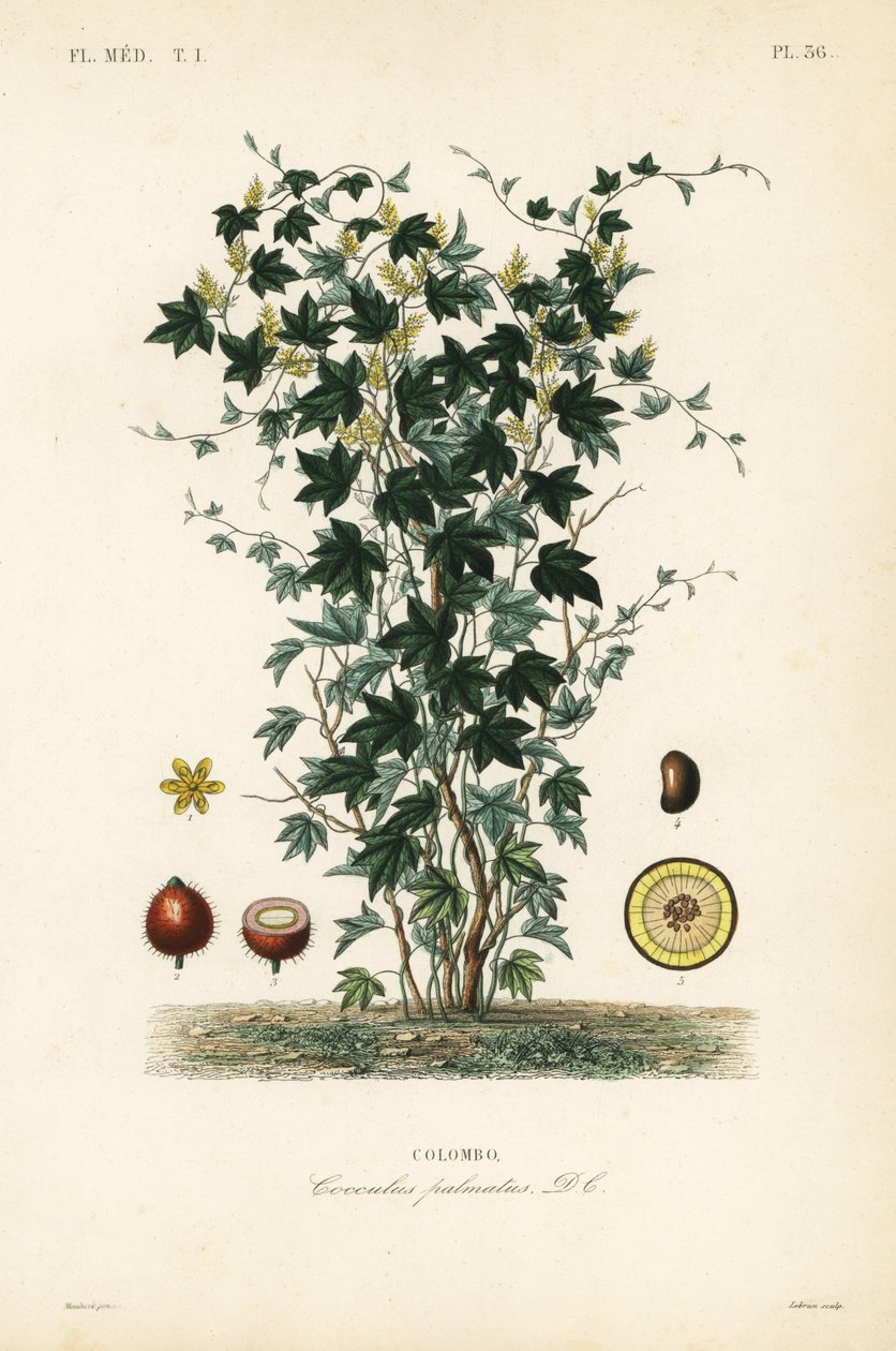 Calumba fa, Jateorhiza columba, Cocculus palmatus, Colombo alkotó: Unbekannt