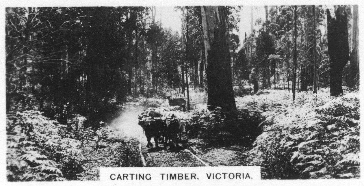 Carting fa, Victoria, Ausztrália, 1928 alkotó: Unbekannt