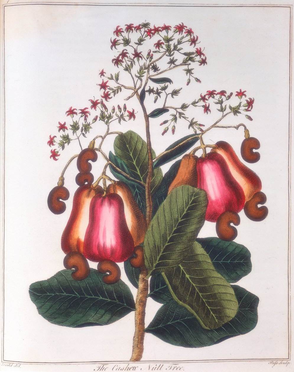 Kesudió – Anacardium occidentale, c1798 alkotó: Unbekannt