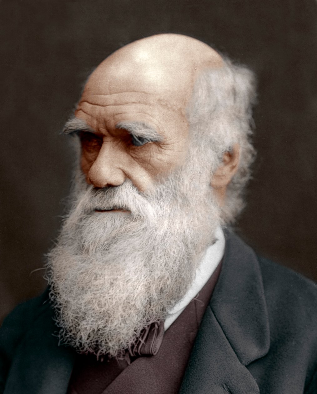 Charles Darwin brit természettudós, 1878 alkotó: Unbekannt