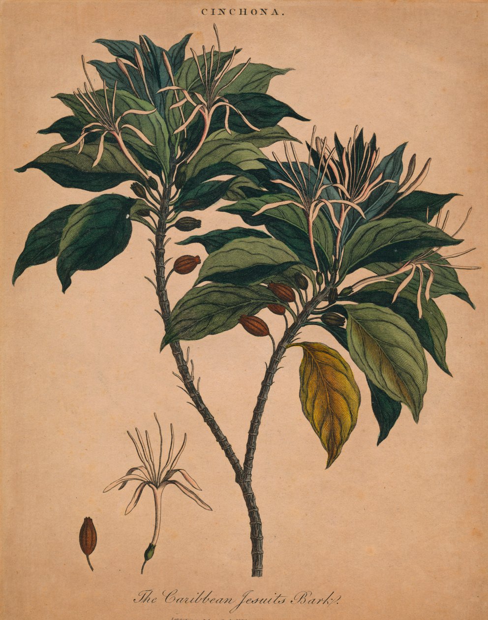 Kínafa. The Caribbean Jesuits Bark, 1801. alkotó: Unbekannt