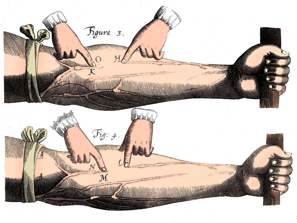 A vérkeringés, 1628 alkotó: Unbekannt